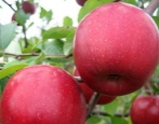 Apfelbaum Kirsche