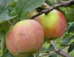 Apfelbaum Vityaz