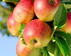 Apple-tree Apple Spas