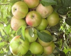 Sloupovitý jablečný jantarový náhrdelník