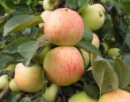 Apfelbaum Jubiläum