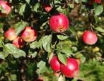 Apfelbaum Sternchen