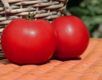 Affen Tomate