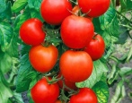 Tomaten-Aphrodite