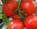 Tomaten Agilis