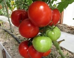 Tomate Alenka