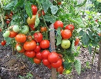 Tomaten Alpha