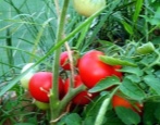 Tomate Alpatieva 905 A