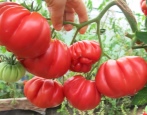 Amerikanische gerippte Tomate