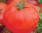 Tomato Amur bole