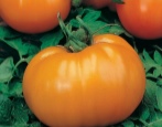 Tomaten-Orange