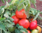 Tomaten Asket