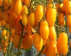 Tomate Auria gelb