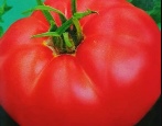 Das Geheimnis der Tomaten-Großmutter