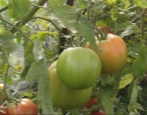Tomatenkorb Babuschkino