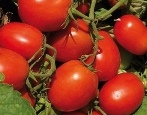 Tomaten Haustier des Schicksals