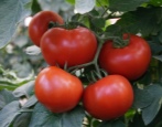 Tomaten Barin