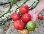 Tomate Bella