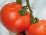 Berberana-Tomate