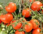 Kernlose Tomate