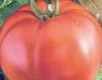 Tomato Bifseller červená