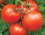 Tomaten Rotluchs