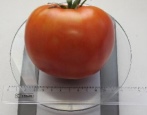Tomaten Bogatyr