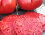 Tomate bulgarisches Wunder