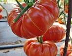 Tomaten Brutus