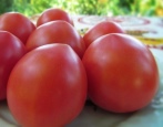 Tomaten Budenovka