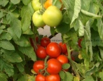 Tomatenbulat