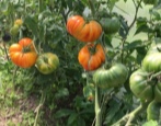 Tomaten-Burraker-Favoriten