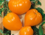 Tomate Rinderherz Orange