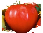 Tomate Rinderherz