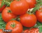Tomate Dar Zavolzhie