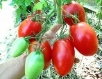 Tomato De Barao červené
