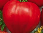 Tomate Girly Hearts