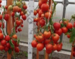 Tomaten Diadem
