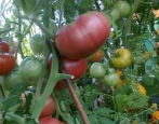Tomate Wildrose