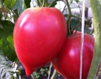 Tomato Home Herzen der Gonsiorovskys