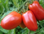 Dusya červené rajče