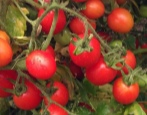 Tomaten Däumelinchen