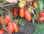 Tomaten Gazpacho