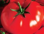 Tomaten Allgemein