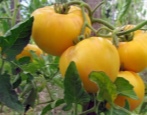 Tomate Riesenzitrone