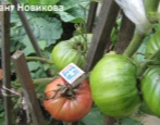 Tomato Giant Novikova