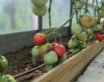 Tomatenriese der Region Moskau