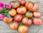 Tomatenzwerg Lila Herz
