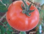 Tomate Blaufichte