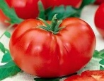 Tomatenstolz von Sibirien